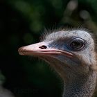 Portrait Vogel Strauss