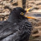 Portrait vom Amselhahn