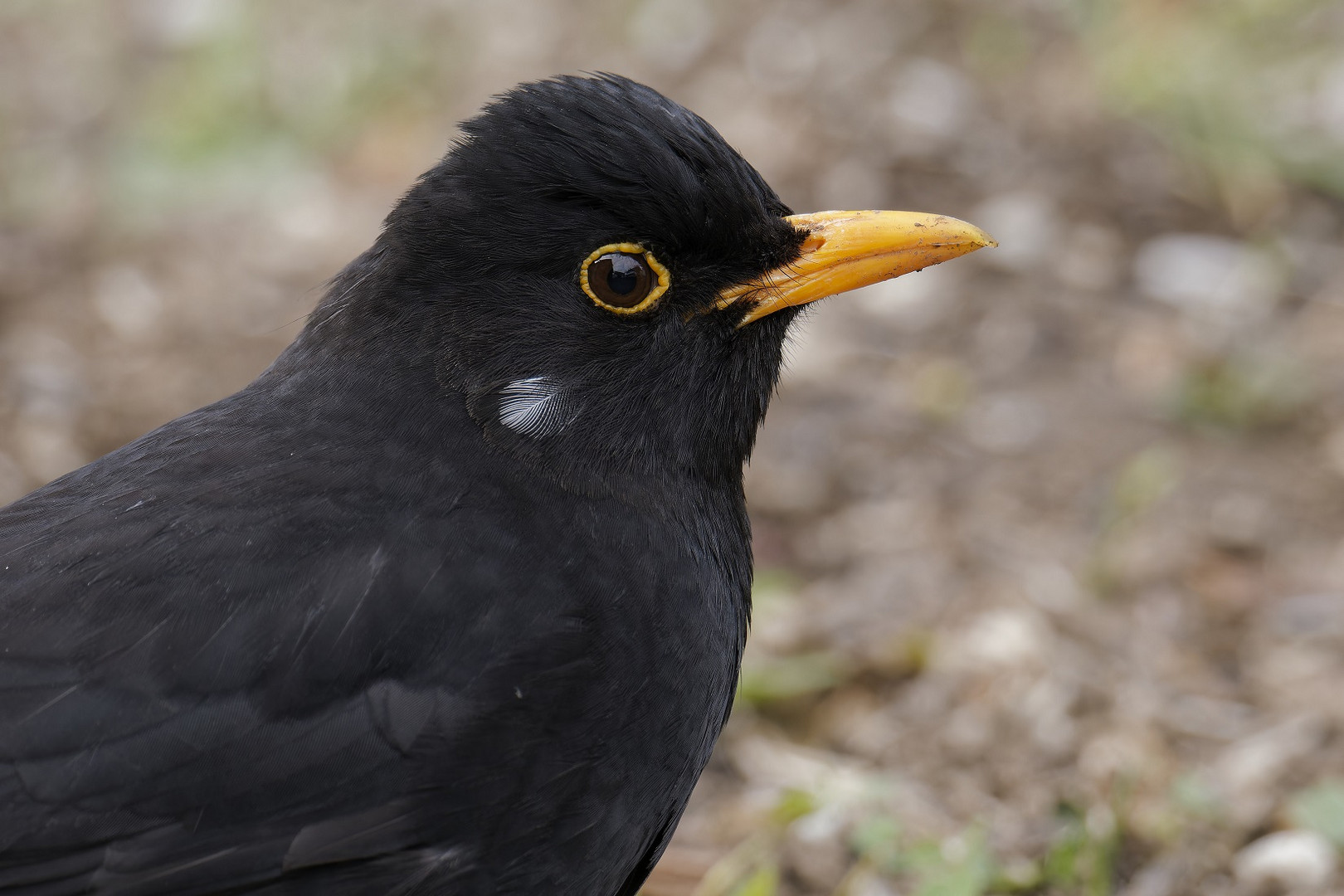 Portrait vom Amselmännchen