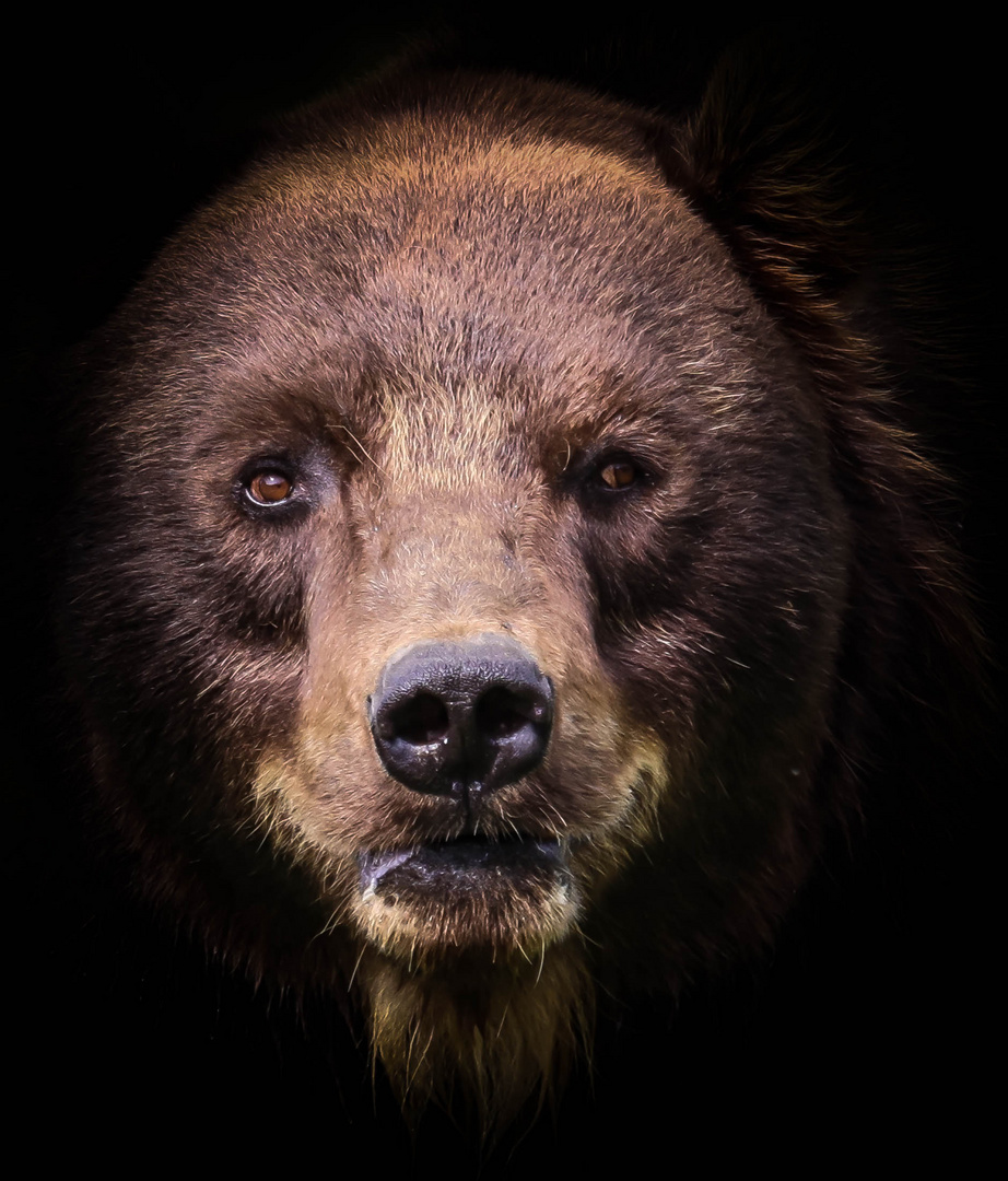 Portrait vom Bär