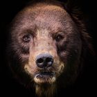 Portrait vom Bär