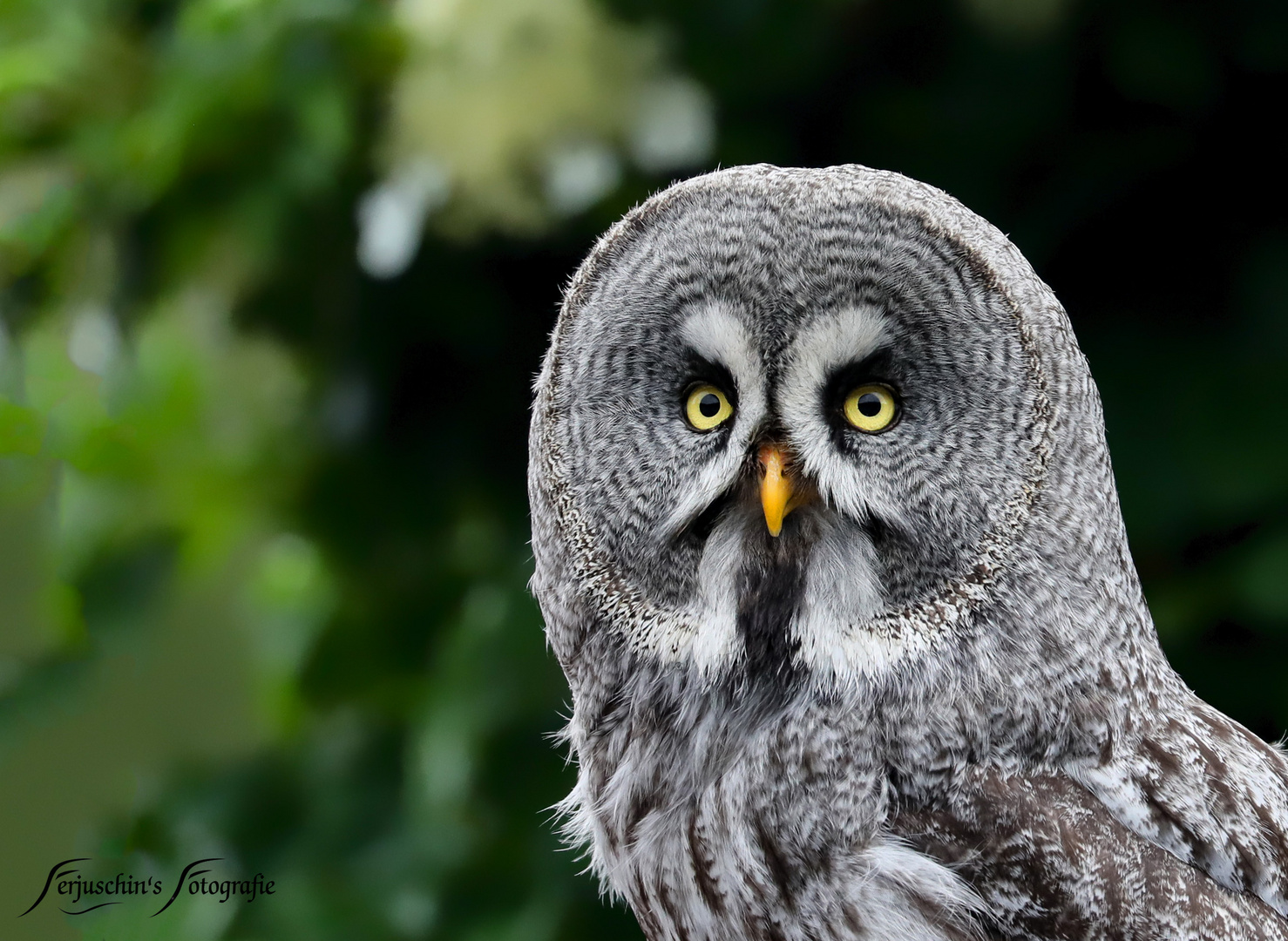 Portrait vom Bartkauz 