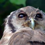 Portrait vom Blassuhu - Vogelpark Walsrode