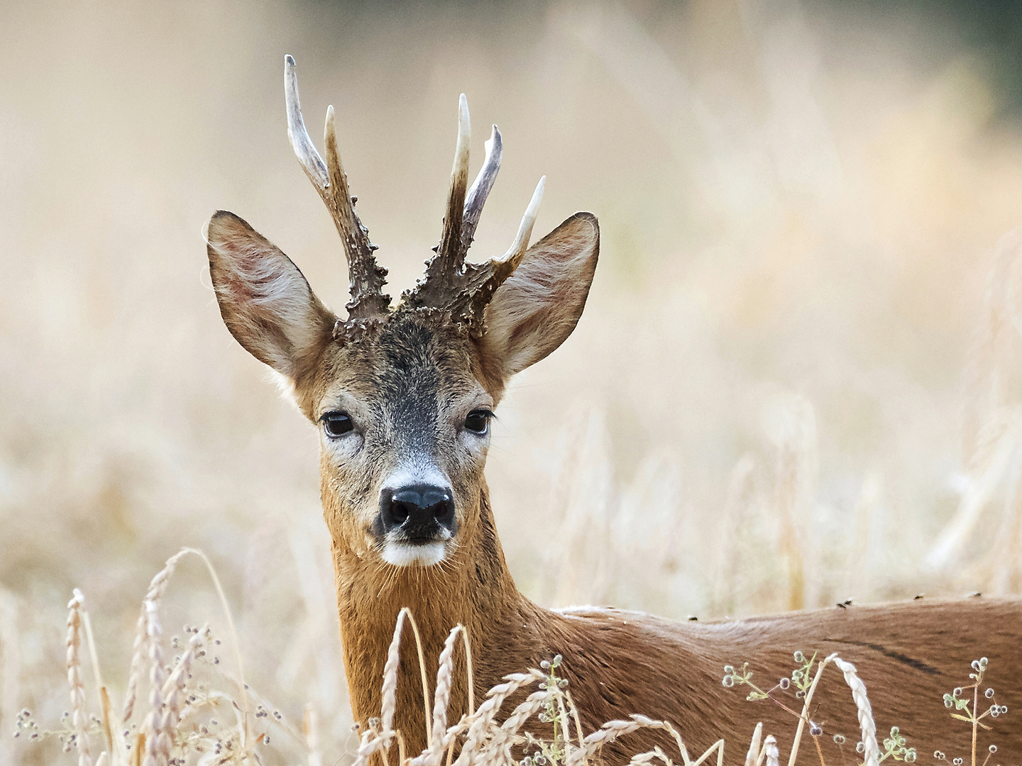 Portrait vom Bock im Dinkelfeld