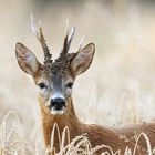 Portrait vom Bock im Dinkelfeld