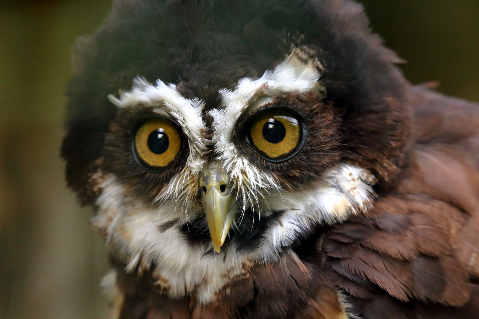 Portrait vom Brillenkautz - Vogelpark Walsrode (02)