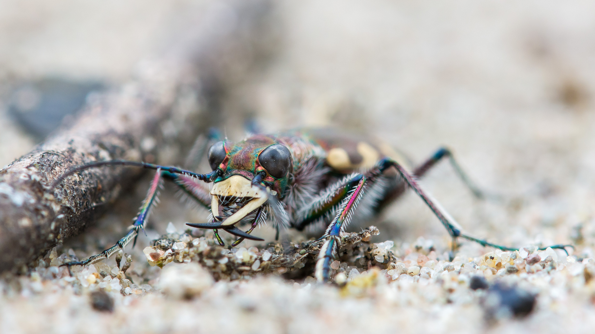 Portrait vom Dünensandläufer