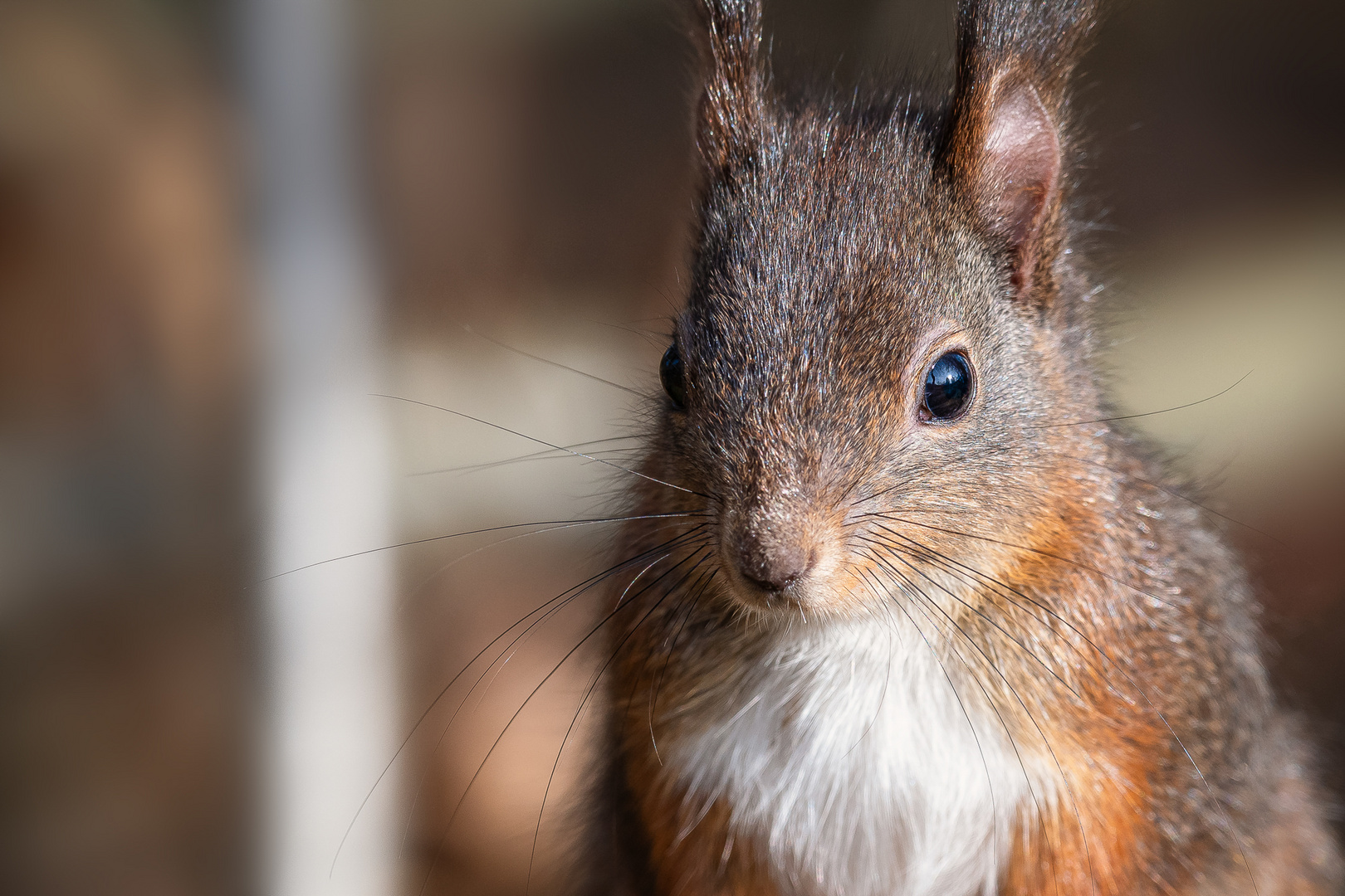 Portrait vom Eichhörnchen