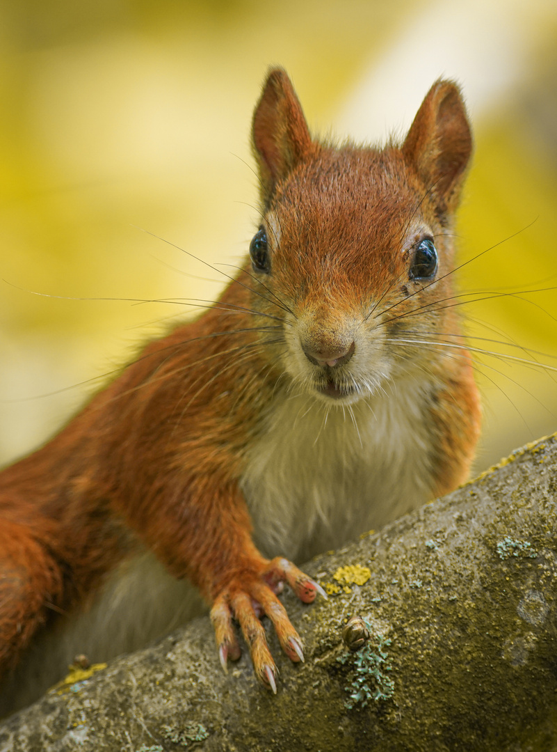 Portrait vom Eichhörnchen