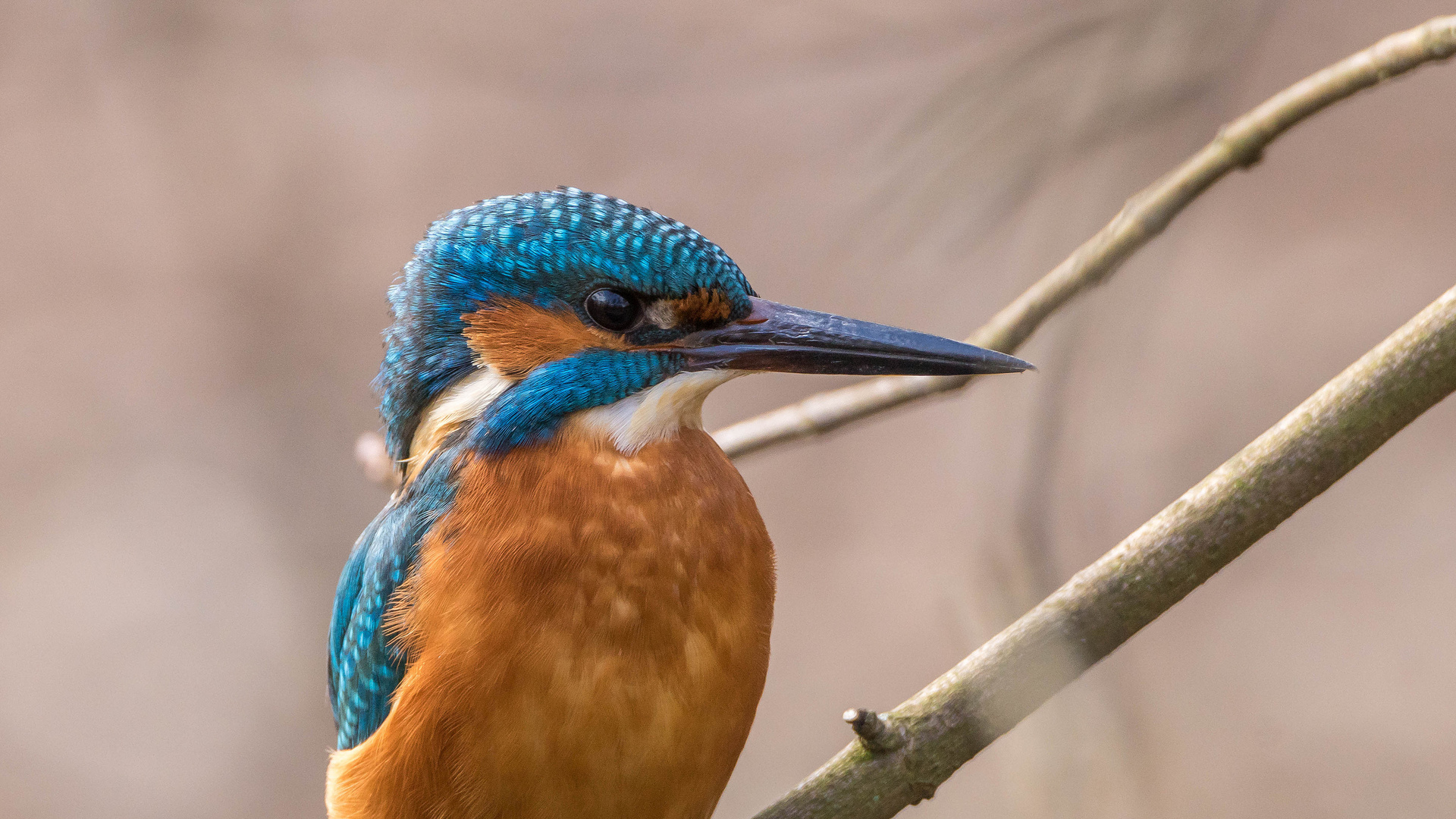 Portrait vom Eisvogel