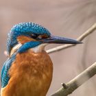 Portrait vom Eisvogel