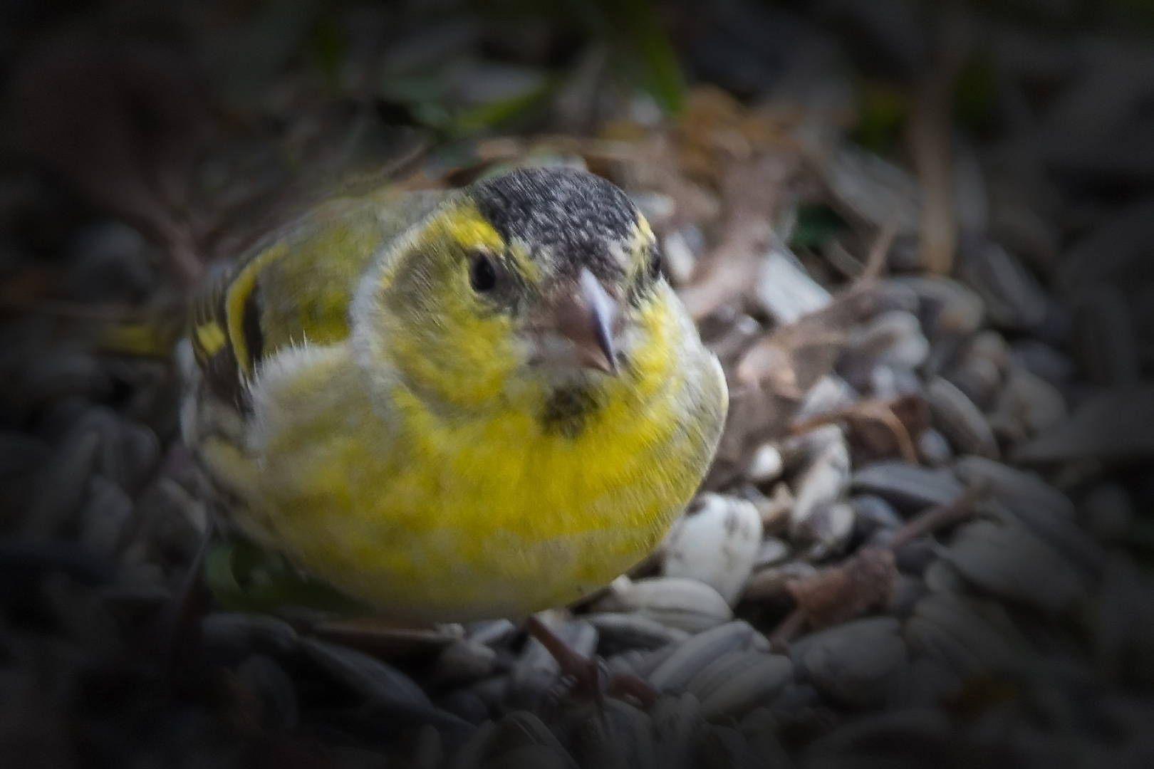 Portrait vom Erlenzeisig