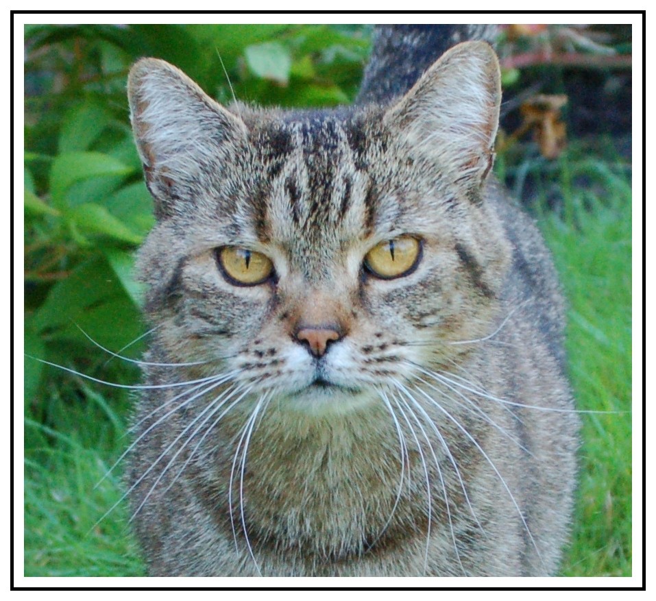 Portrait vom Felix