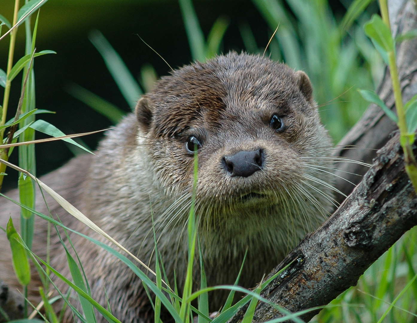 Portrait vom Fischotter