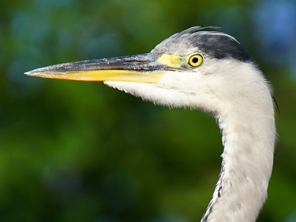 Portrait vom Fischreiher Foto & Bild | sommer, natur, dach Bilder auf ...