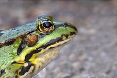 Portrait vom Froschkönig...