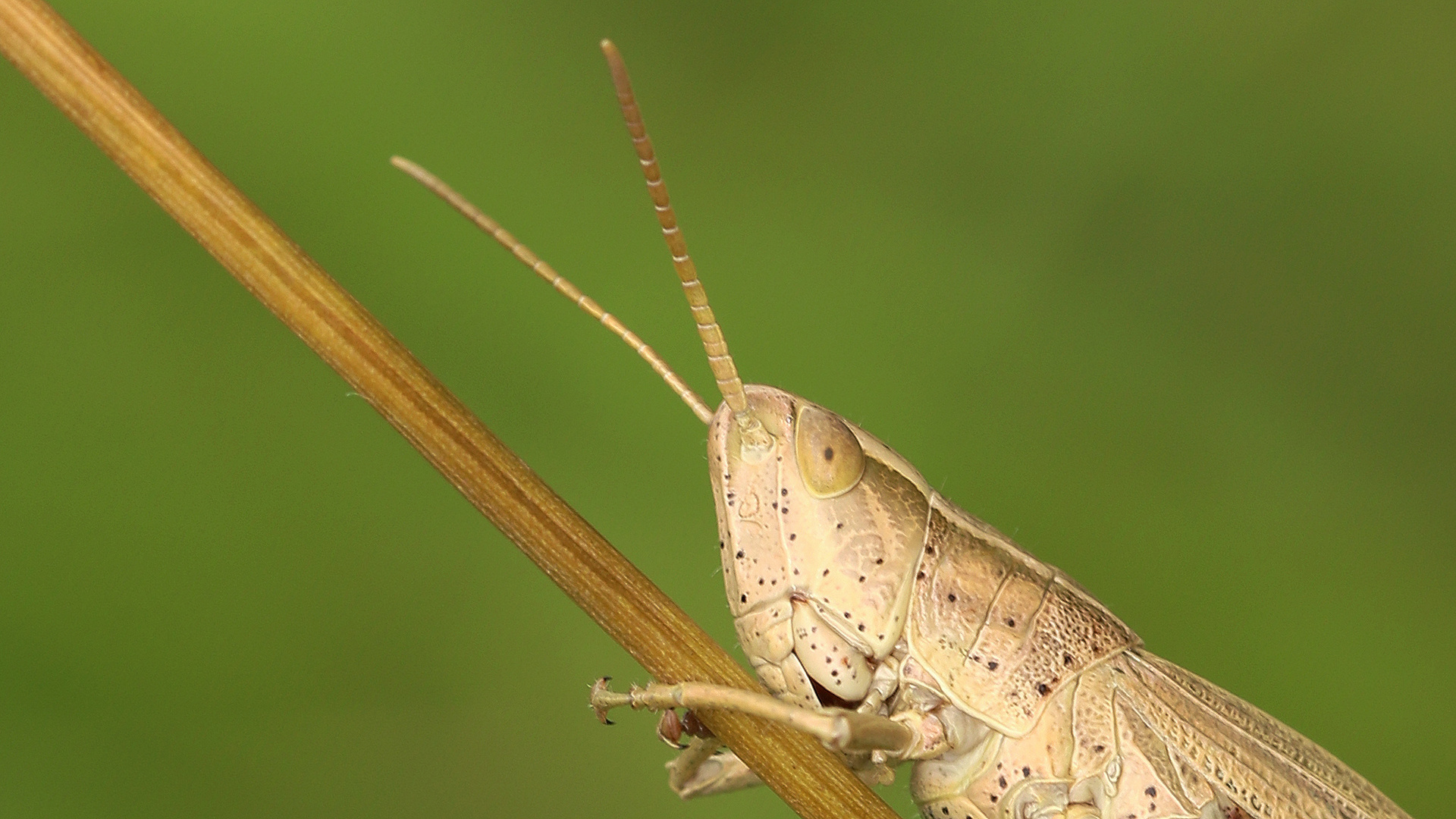 Portrait vom Grashüpfer