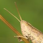 Portrait vom Grashüpfer