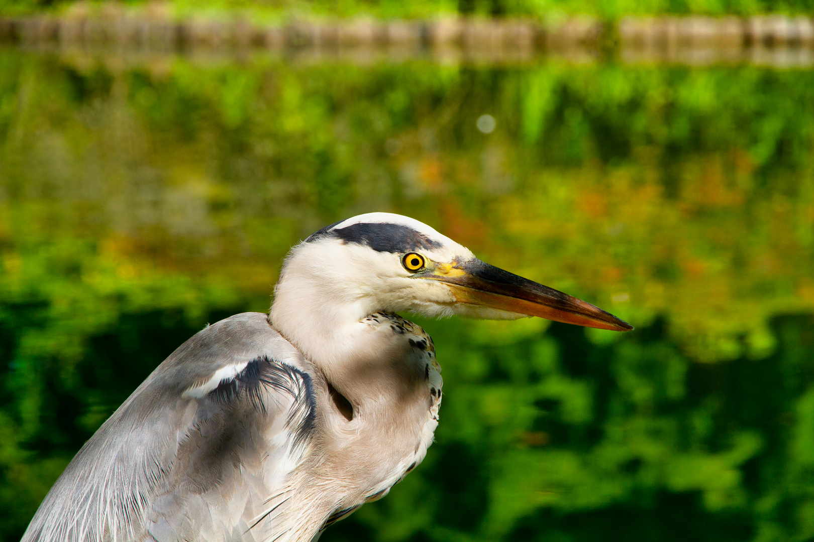 Portrait vom Graureiher