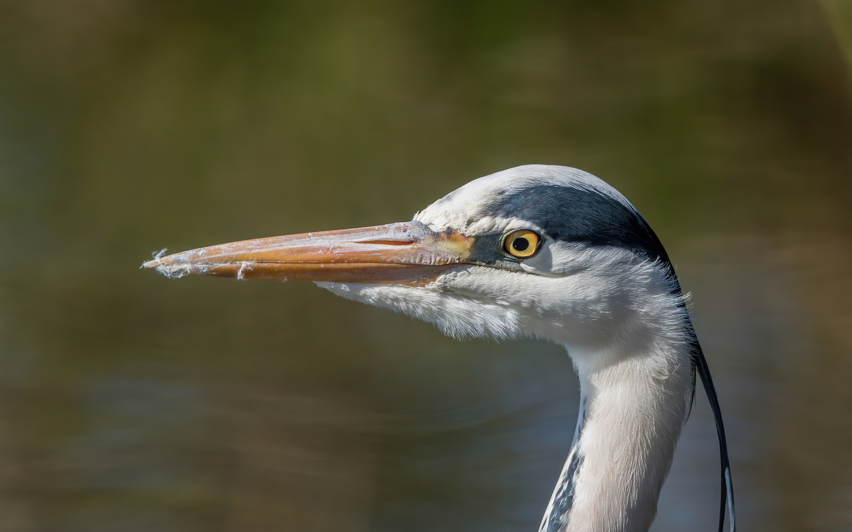 Portrait vom Großen Grauen