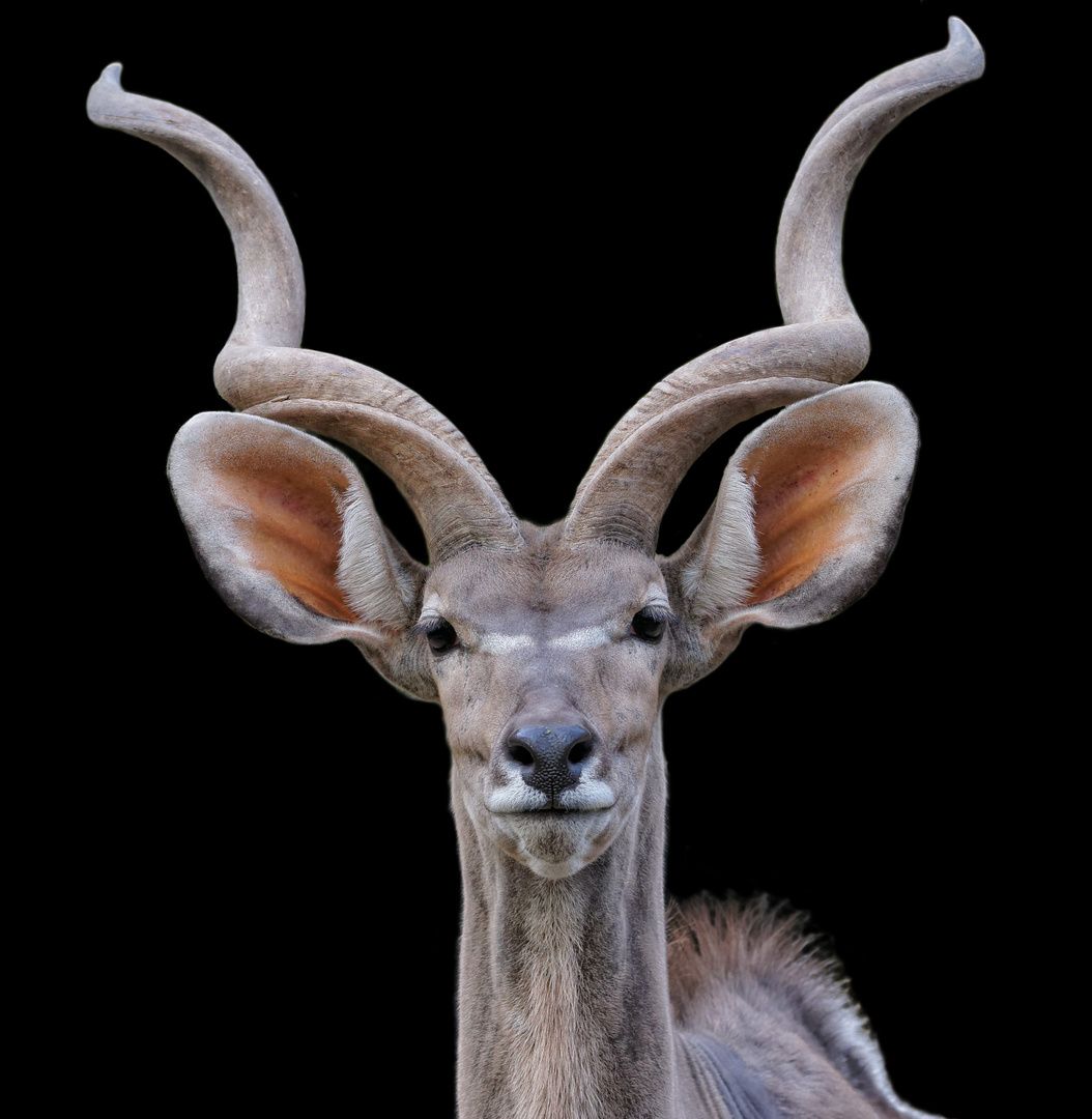 Portrait vom großen Kudu