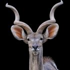 Portrait vom großen Kudu