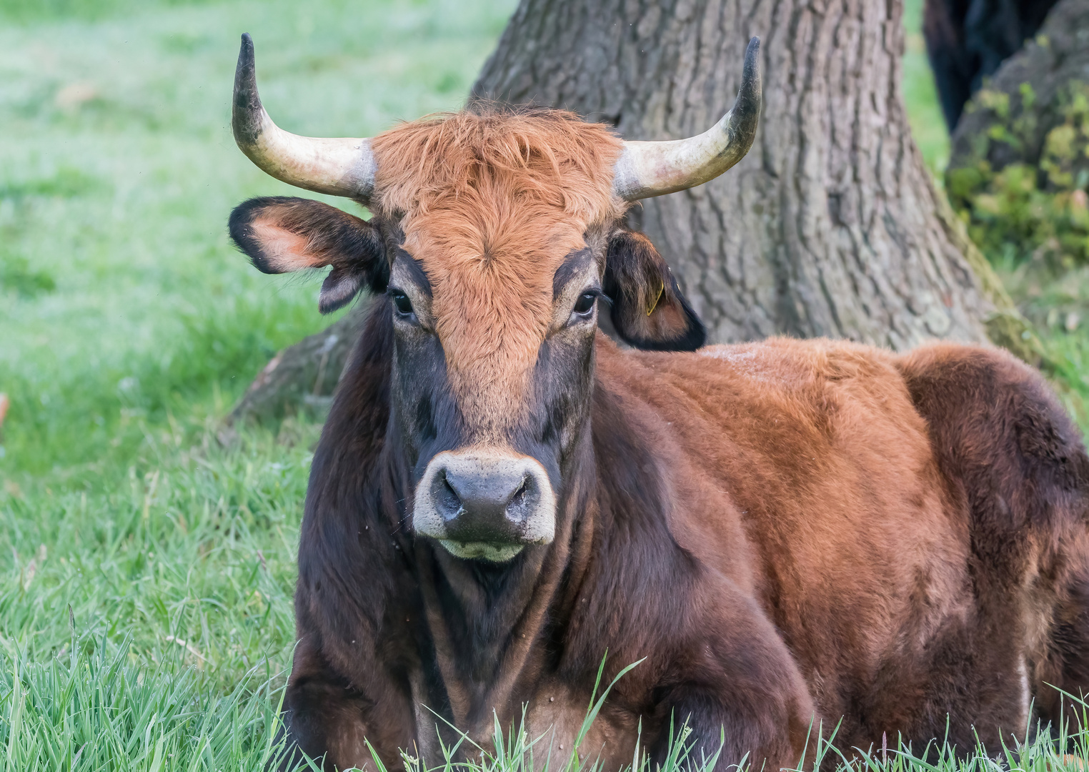 Portrait vom Heckrind