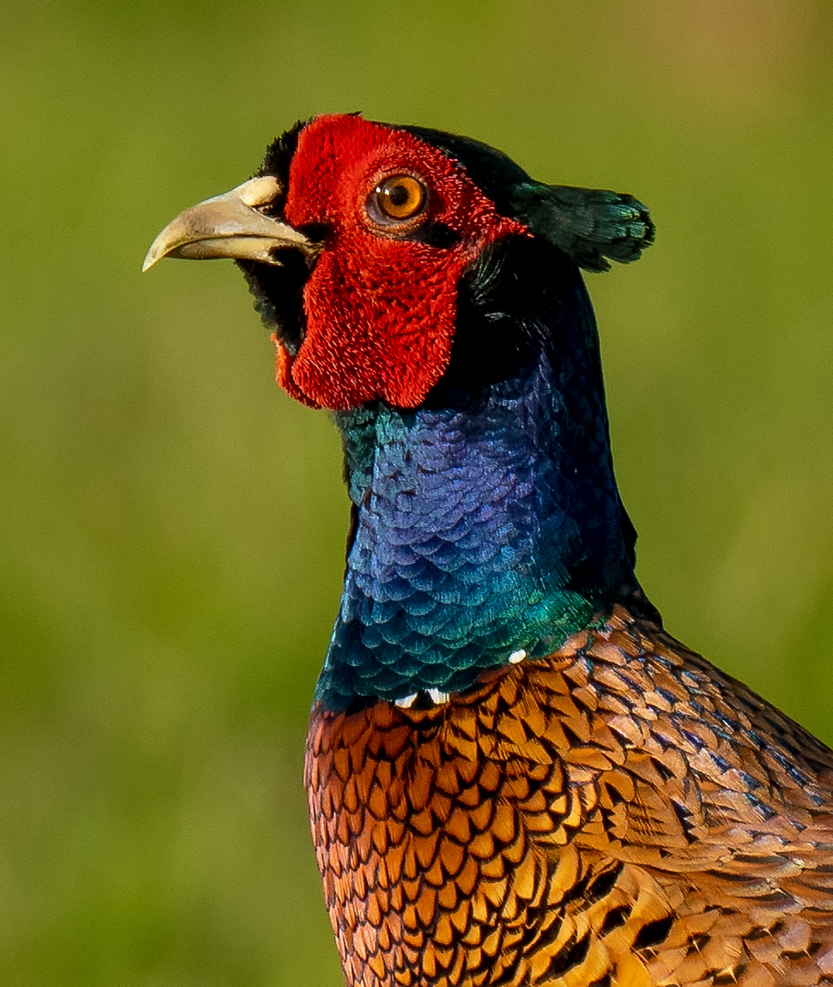 Portrait vom Jagdfasan