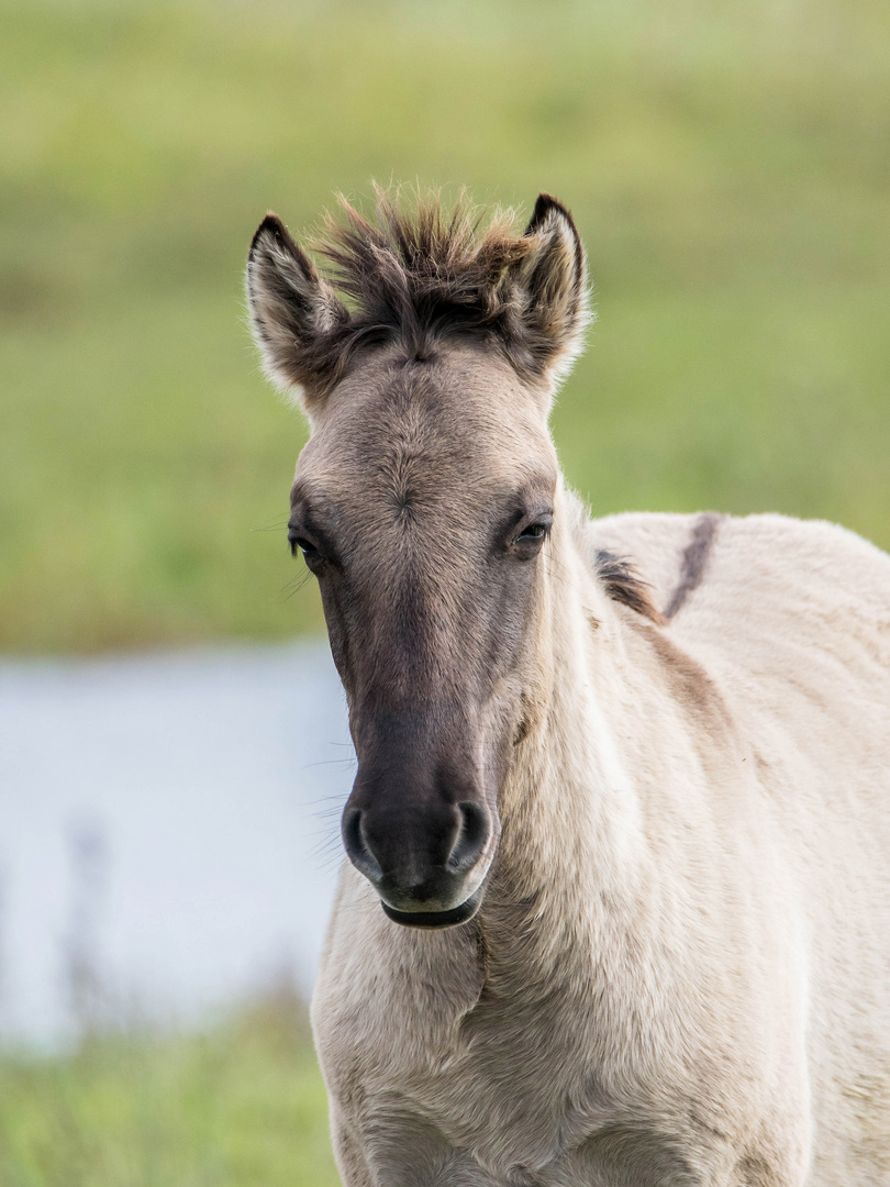 Portrait vom jungen Konikpferd 