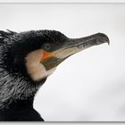 Portrait vom Kormoran