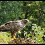 - Portrait vom Mäusebussard -