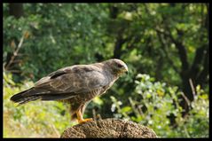 - Portrait vom Mäusebussard -