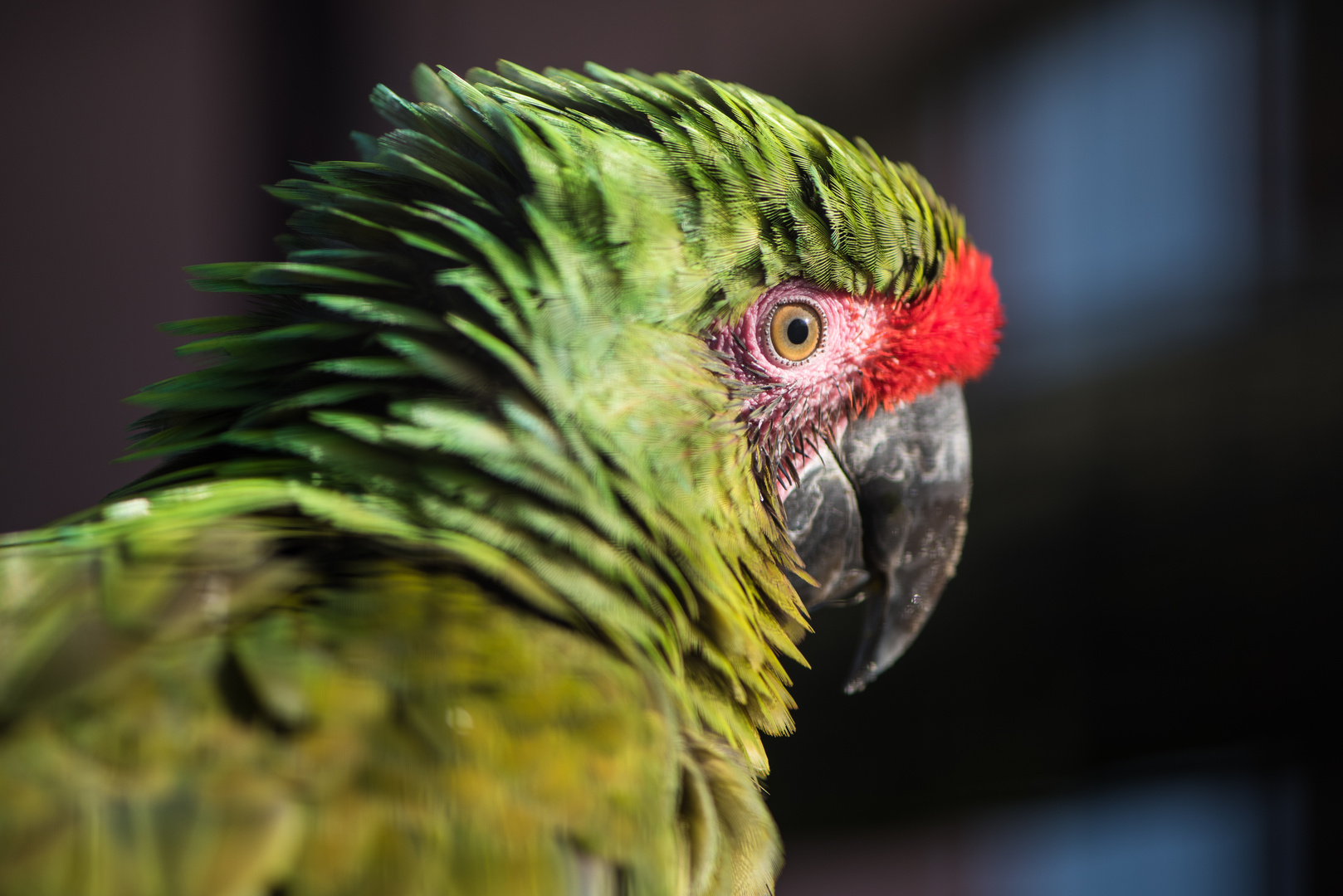 Portrait vom Papagai