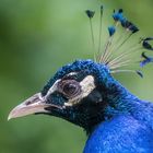 Portrait vom Pfau