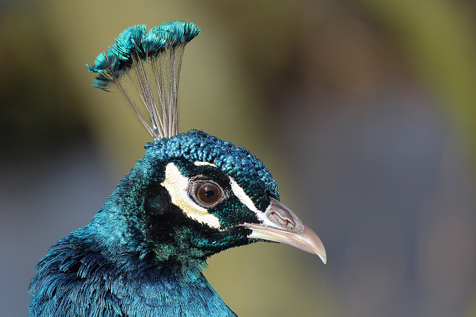 Portrait vom Pfau