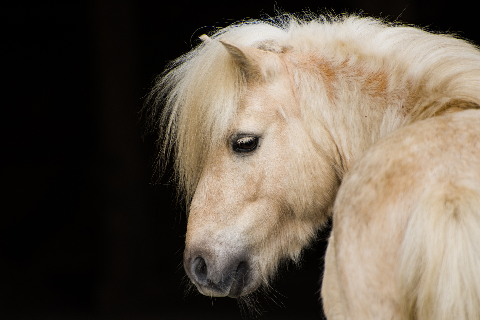 Portrait vom Pferd