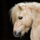 Portrait vom Pferd