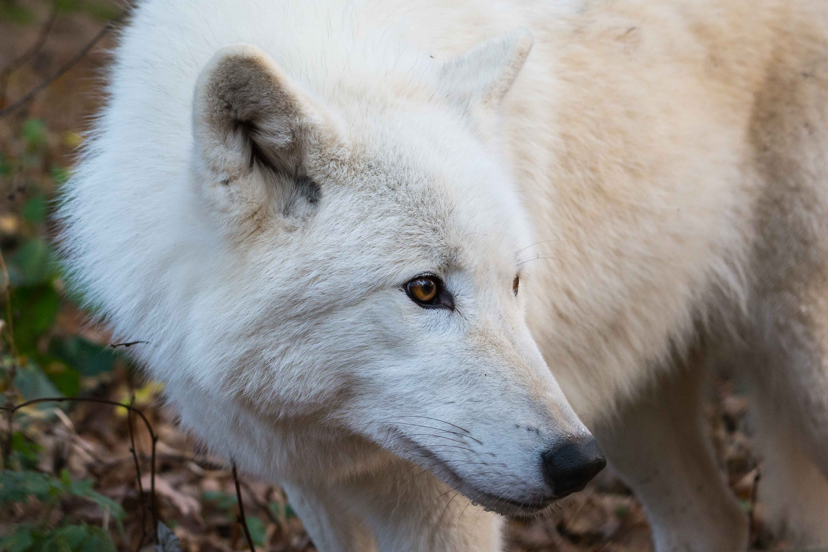 Portrait vom Polarwolf