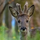 Portrait vom Rehbock mit Bastgeweih