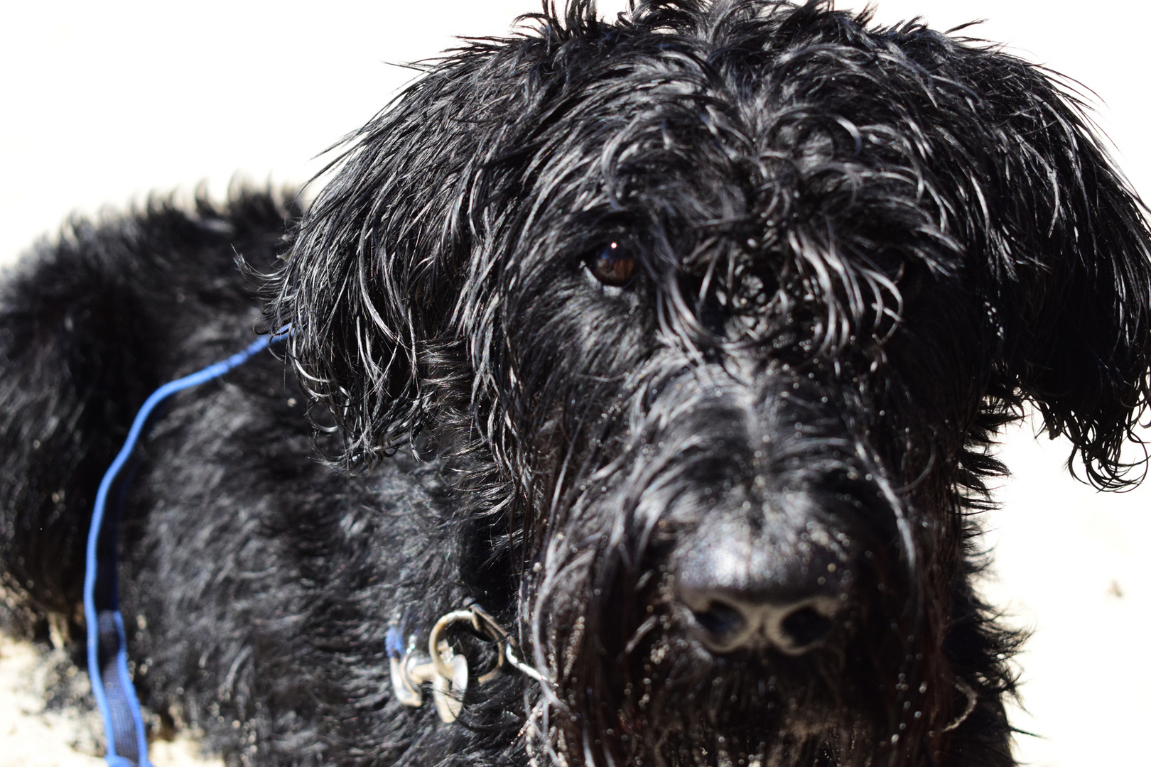 Portrait vom Riesenschnauzer