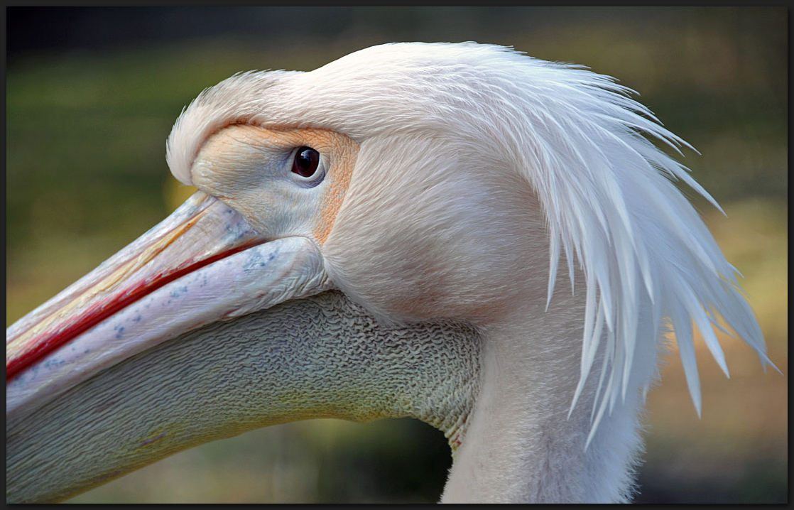 Portrait vom Rosapelikan