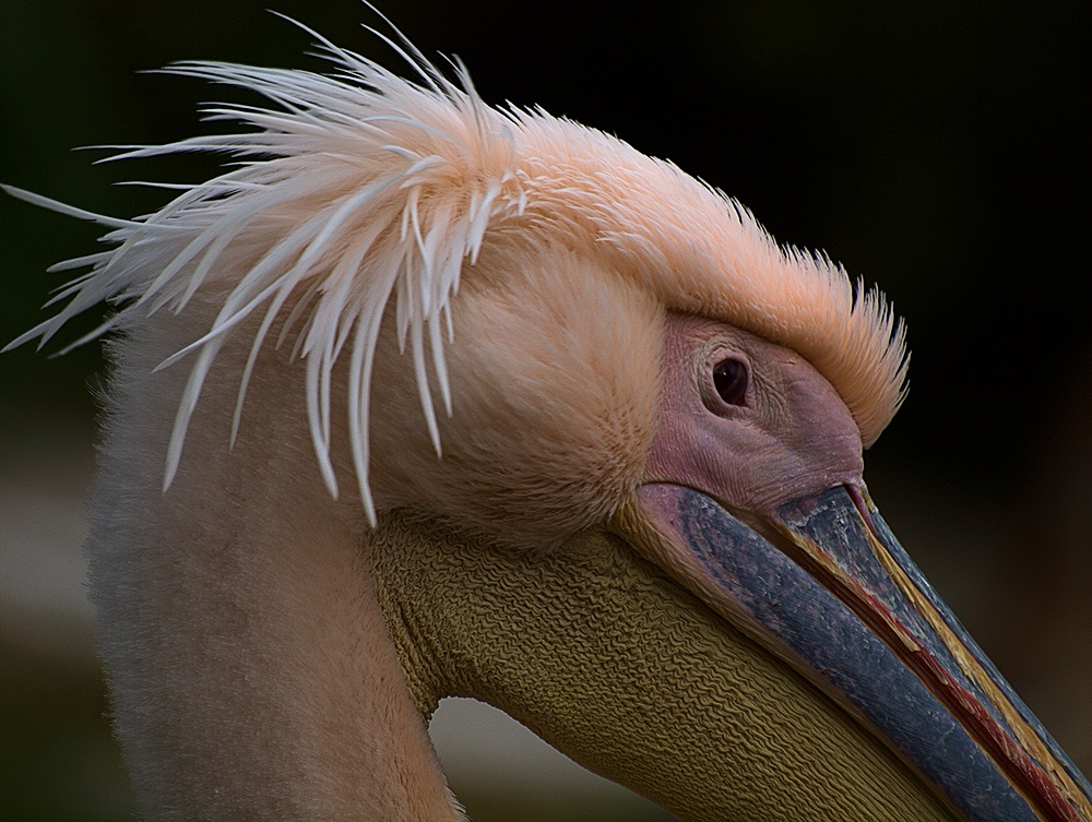 Portrait vom Rosapelikan fotografiert  im Zoo Basel