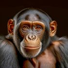 Portrait vom Schimpansen