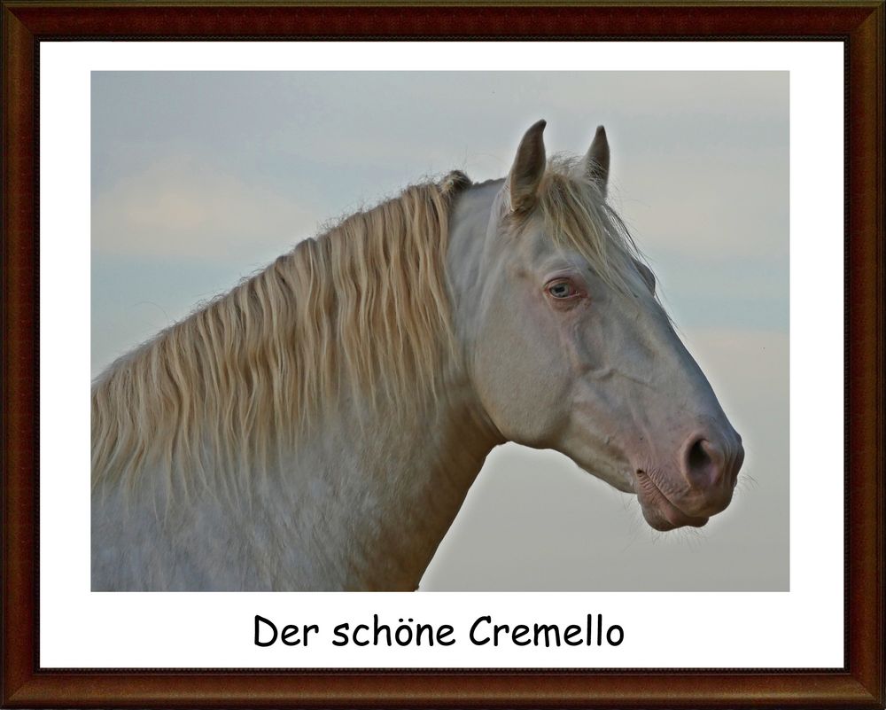 Portrait vom schönen Cremello