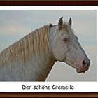 Portrait vom schönen Cremello