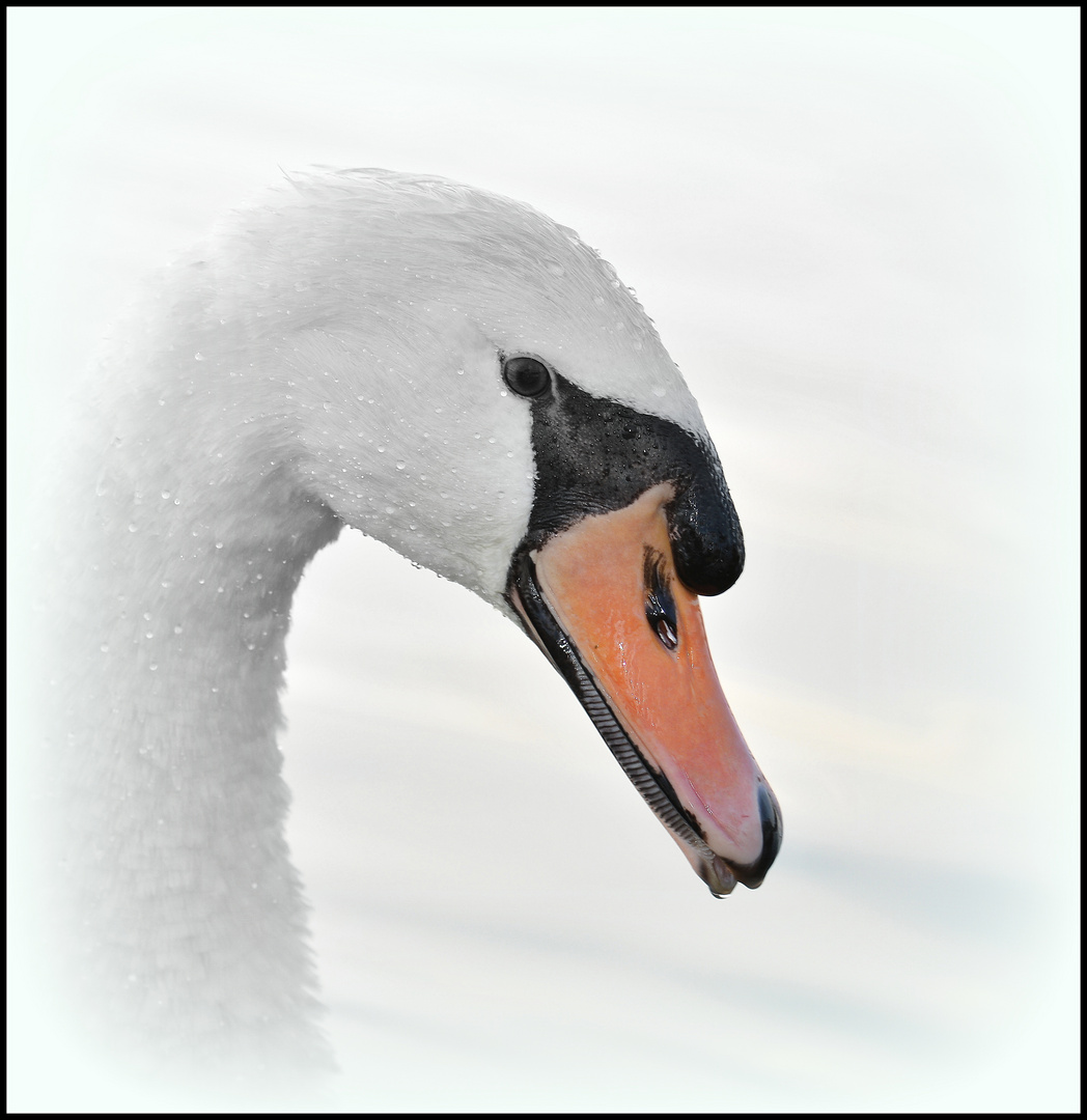 Portrait vom Schwan