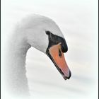 Portrait vom Schwan