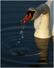 Portrait vom Schwan