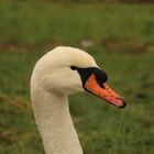 Portrait vom Schwan