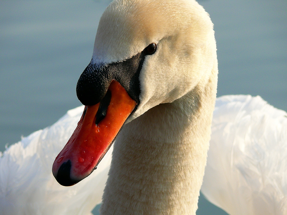 Portrait vom Schwan